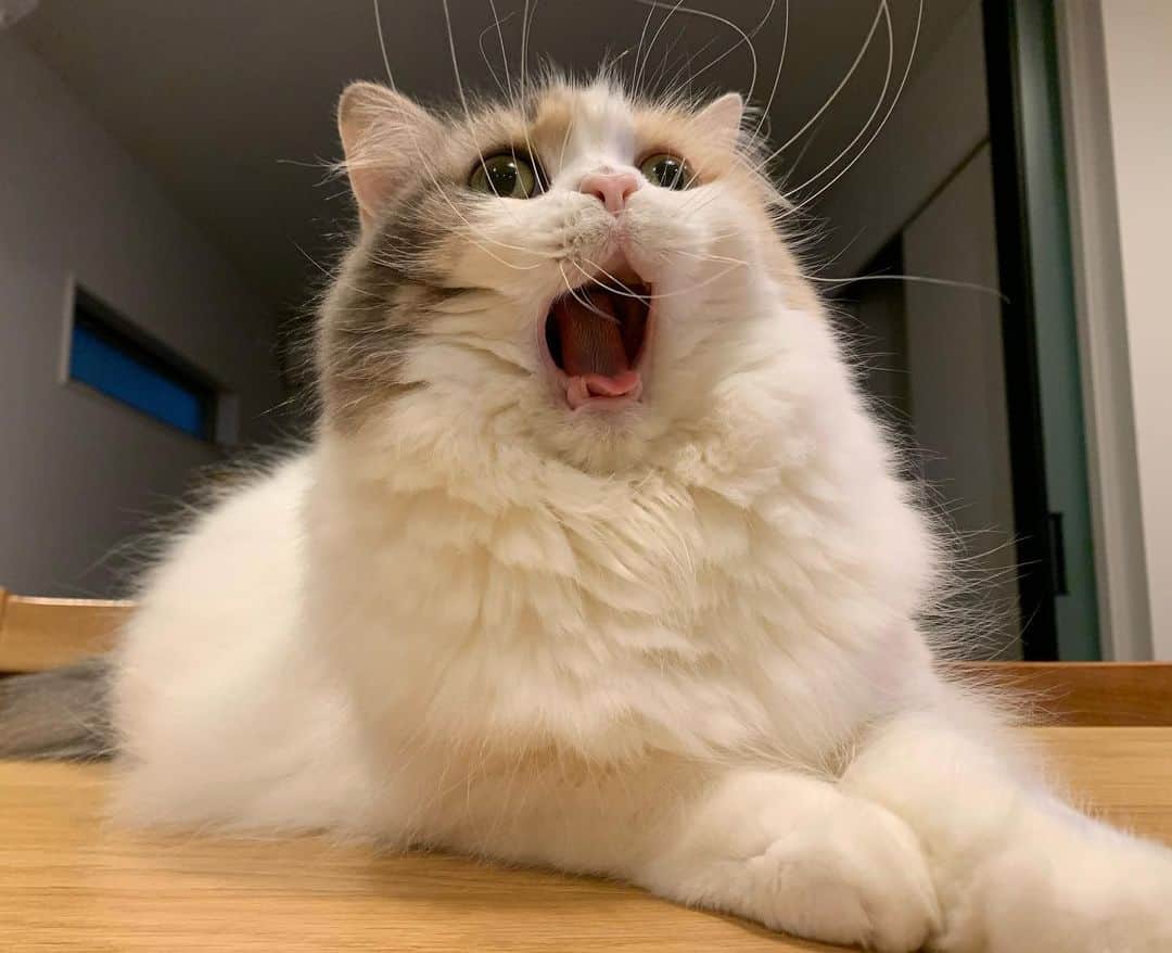 のインスタグラム：「こま koma🐾 2020.11.20 . 可愛いあくびが撮れた😆💕. これってもわすなやつ⁈ . . #もわすなやつ😂  .  #スコティッシュフォールド #scottishfold#neko#cute#cat#ねこ#猫 #ネコ#meow #catstagram#catsofinstagram #instagram #cats_of_instagram #kitty  #もふもふ #kawaii #adorable #fllufycat #bestmeow #bestcats_oftheworld #ペコねこ部 #peco #みんねこ」