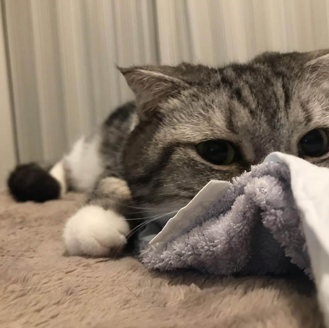 KATSUOのインスタグラム：「毛布を出したら飛んできたひと . #cat #catsofinstagram #catstagram #instacat #cutecat #katsuo」