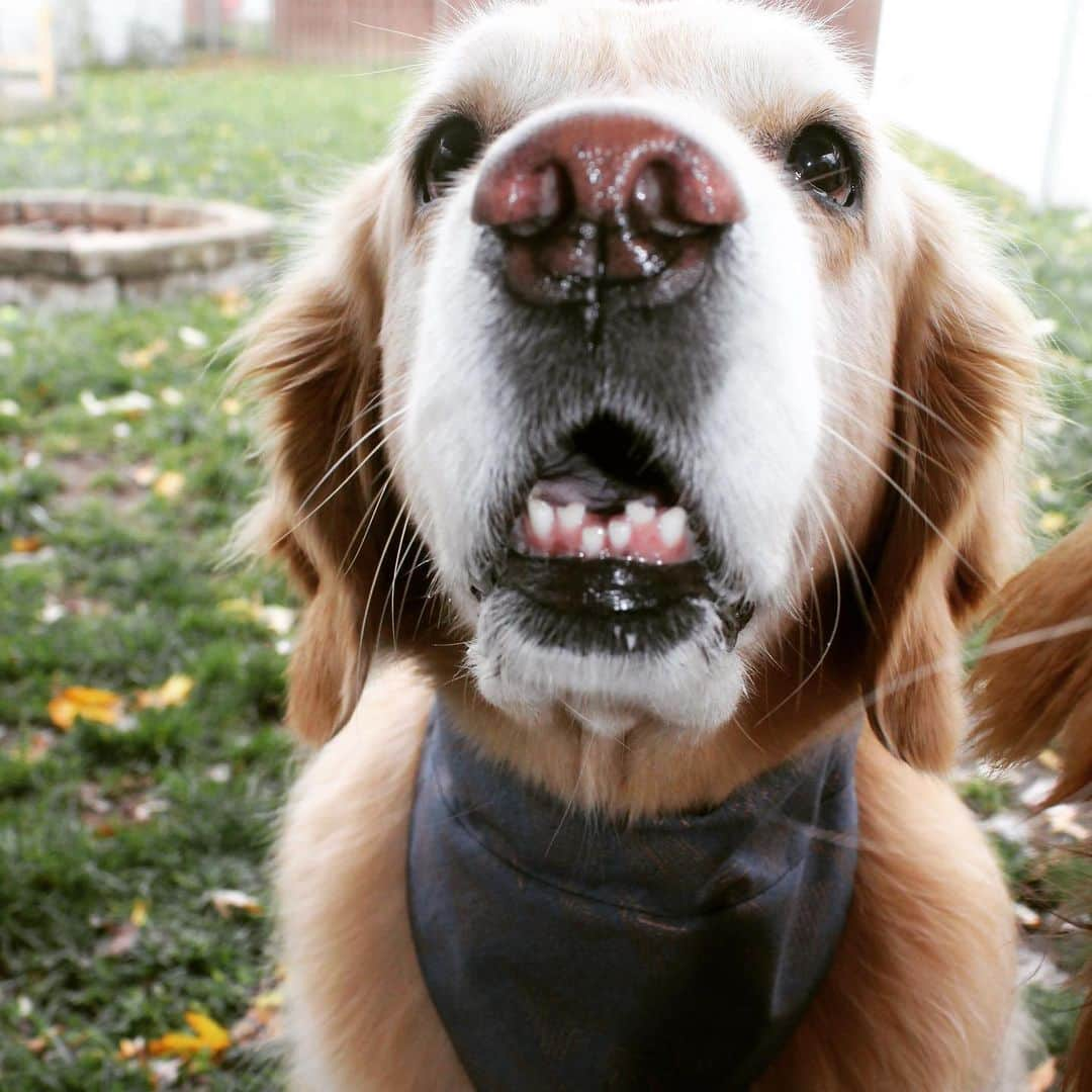 モヒートさんのインスタグラム写真 - (モヒートInstagram)「Happy #friyay here’s my #teefies to make you smile. #goldenretriever #goldens_ofinstagram #seniordog #cute #doggo #ratemydog #dogmom #ilovemydog #happy #teef」11月21日 0時07分 - mojito_rose_family