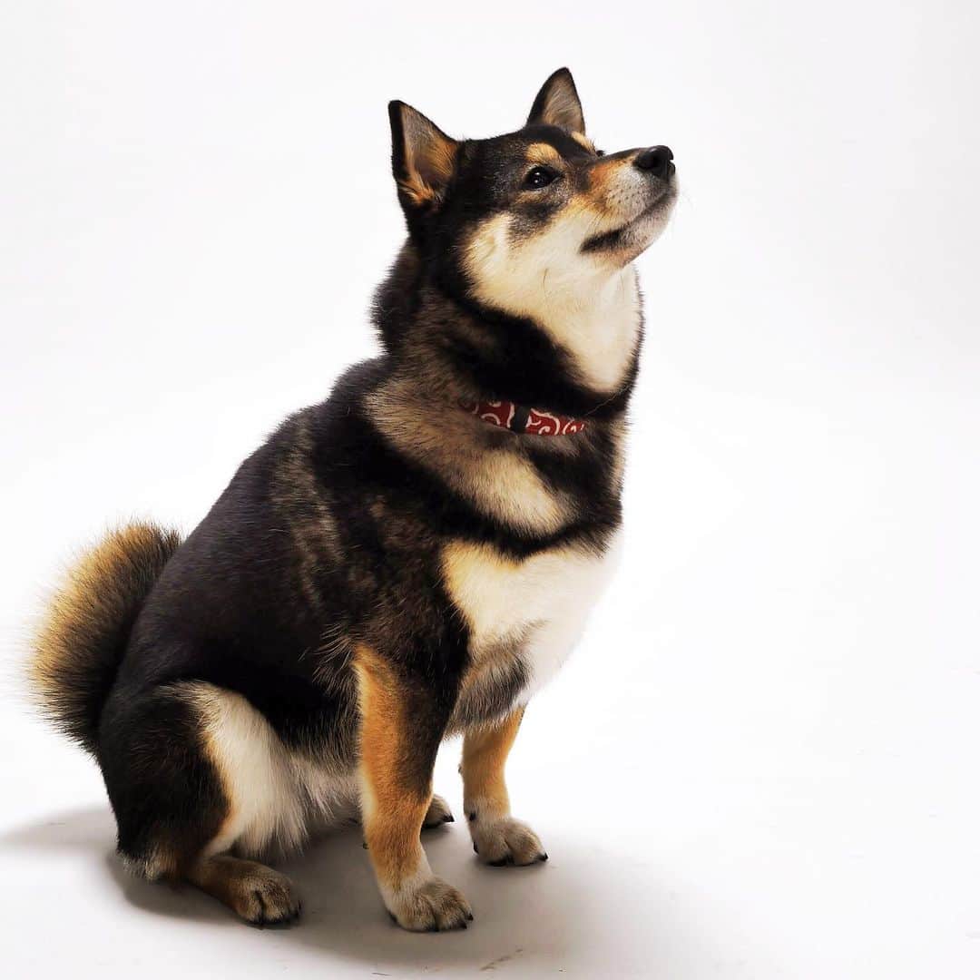吾子さんのインスタグラム写真 - (吾子Instagram)「・ ・ あこ一歳🐶💕 ・ スッとしてるわん💃💕 ・ ・ ・ ・ ・ ・ ・ #わんハート表紙オーディション #2015年 #Sapporo ・ 北海道の柴犬 #柴北会 の皆ワン🐶💕早くみんなで安心してお散歩ができますように🐶👍🏻💕 ・ #adorable #instadog#shibainu#dog#instagramjapan#instashiba#kuroshiba #kuroshiba#socute #cutedog#いぬのきもち #黒柴 #dogstagram_japan」11月21日 0時15分 - acoshiba