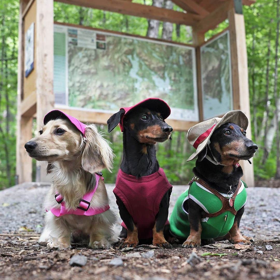 Crusoe the Celebrity Dachshundのインスタグラム：「“I know it’s long overdue, but new episode coming TOMORROW continuing from Oakley’s journey to come visit us! Stay tuned!” ~ Crusoe」