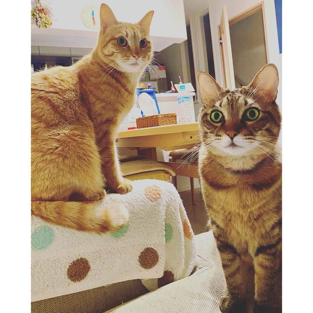 のインスタグラム：「brothers (似てきた)  #ぐるりとおと #guru_guru_guruli  #oto_no_koto」