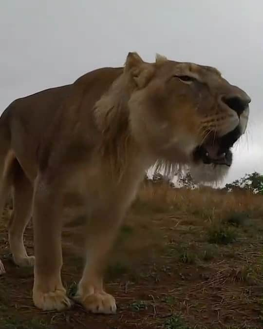 Kevin Richardson LionWhisperer のインスタグラム