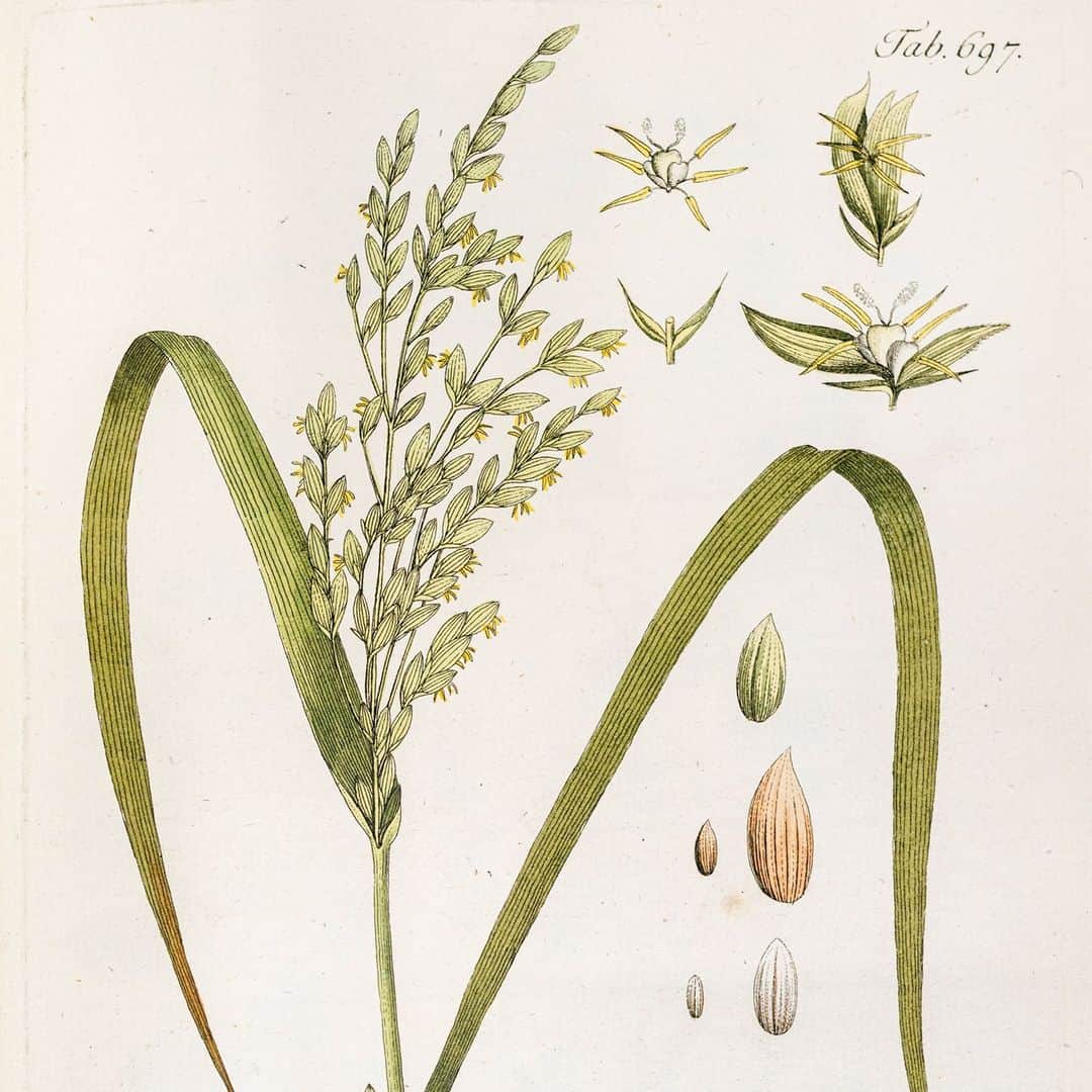 ニューヨーク植物園のインスタグラム：「Historically, rice (Oryza sativa) has long been associated with originating in Asia, but another species of rice (Oryza glaberrima) became a significant crop produced in colonial South Carolina and the Greater Caribbean through the knowledge of enslaved Black men and women from West Africa who knew how to grow rice by the “dry land” method. . Hit the link in our bio to learn more about “The Rice Plant and Black Knowledge” from Rashad Bell and Nuala Caomhánach, curators of our online exhibit, "Black Botany: The Nature of Black Experience,” which seeks to acknowledge the complex relationship between enslaved Black people, nature and the colonial environment and reconsider the conscious omission of Black knowledge of the natural world. . Oryza sativa.  Vietz, Ferdinand Bernhard, (1772–1815)  Icones plantarum medico-oeconomico-technologicarum.  Vienna : Schrämbl, 1820 . #plantlove #nybgathome #museumfromhome #culturefromhome」
