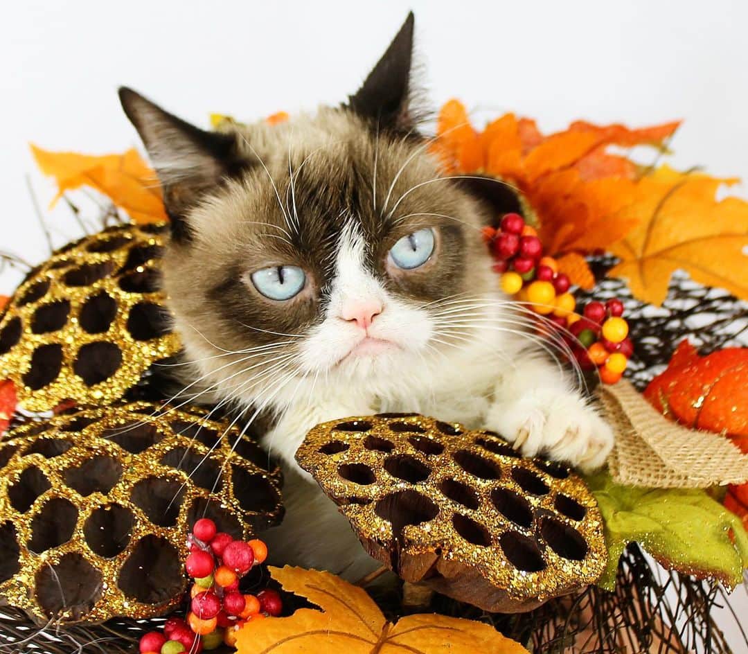 Grumpy Catさんのインスタグラム写真 - (Grumpy CatInstagram)11月21日 6時41分 - realgrumpycat