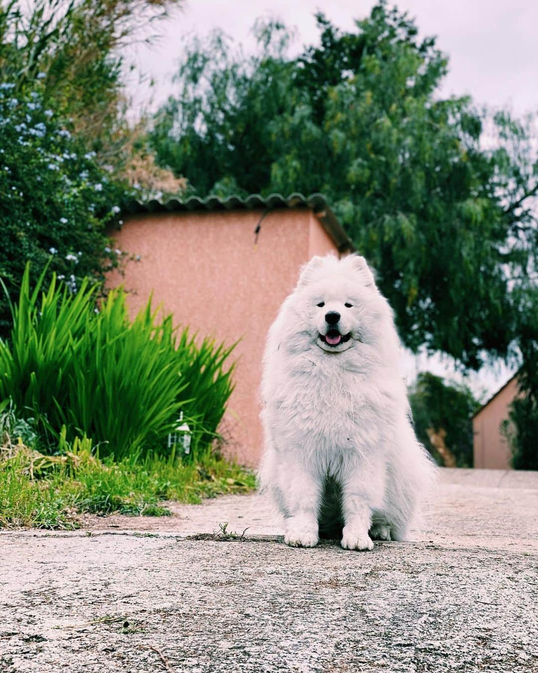 アリゼのインスタグラム：「Celui qui sourit tout le temps 💚#ourking #jonsnow #samoyed」