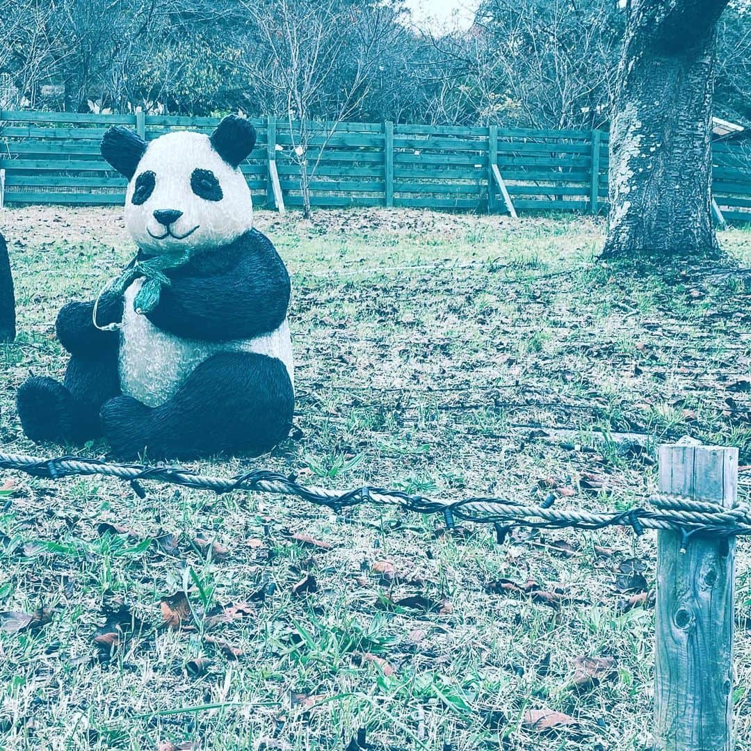 中野敬久さんのインスタグラム写真 - (中野敬久Instagram)「#panda #park #blackandwhite #hope #kanagawa」11月21日 1時36分 - hirohisanakano