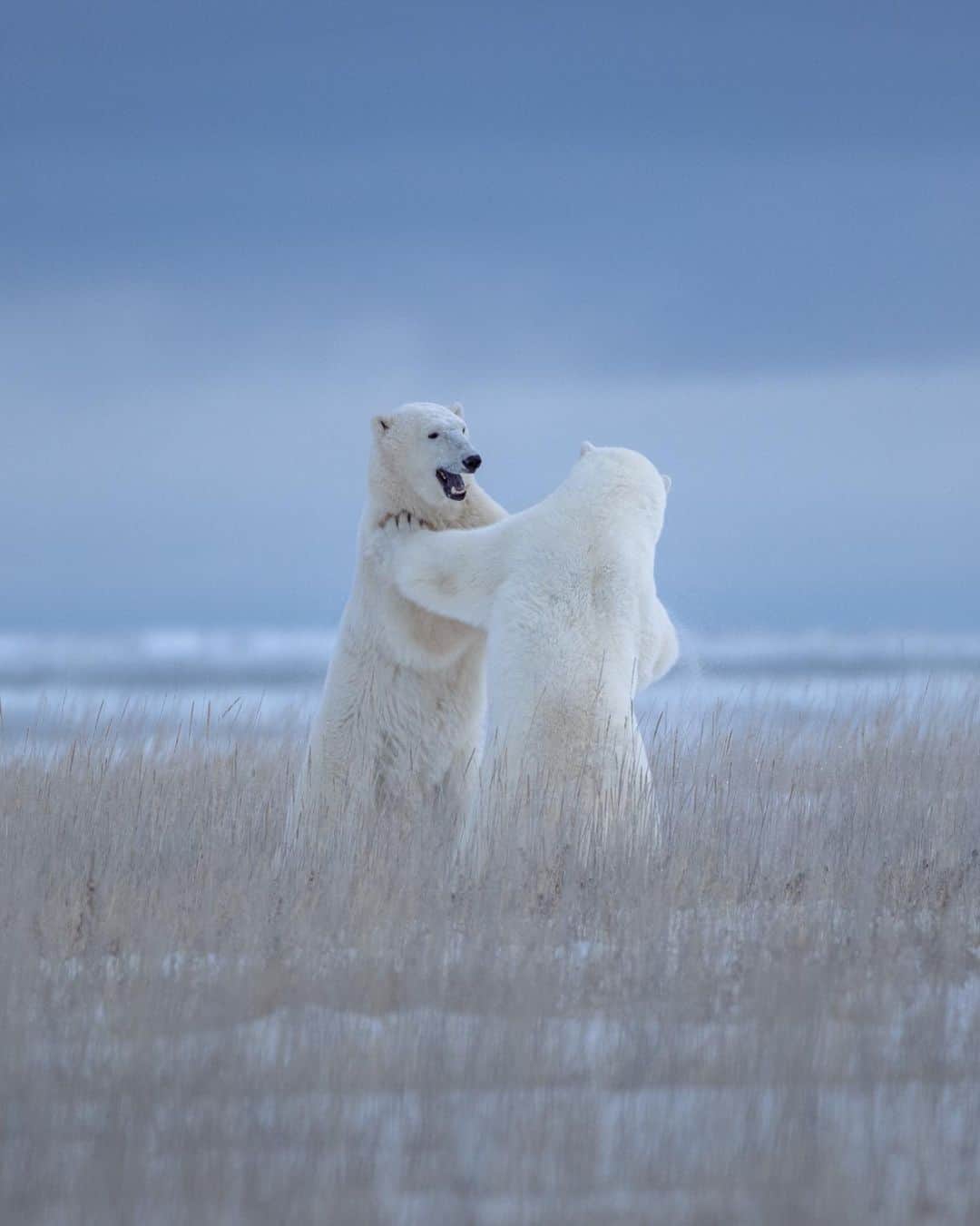 Explore Canadaさんのインスタグラム写真 - (Explore CanadaInstagram)「Hello Folks! I'm Jenny Wong (@jdubcaptures), a photographer from Alberta that's always keen for a good adventure and a lover of all things wild. This year for Polar Bear Week (Nov 1-7) I had a special opportunity to celebrate in the Polar Bear Capital of the world, Churchill, Manitoba with guide Alex (@discover_churchill) on the ground, and the PBI Team (@polarbearsinternational) on Buggy One.⁠⠀ ⁠⠀ Snow had already greeted the Taiga, and here the howling winds dictated everything. A place built by legends, past and present. The remnants of history scattered artfully amongst the rugged landscape, often adorned by beautiful murals. ⁠⠀ ⁠⠀ Churchill is unique for many reasons, but to me it is how they coexist with polar bears. Conservation officers patrol the perimeters to haze the bears away, so they don't end up in polar bear jail (yes this is a thing, instead of killing problem bears they go to jail for 30 days or until the ice freezes). They also have strange quirks like no locking car doors, so anyone can find safe haven in a parked vehicle if a bear sneaks into town. ⁠⠀ ⁠⠀ PBI has a beautiful conservation and outreach office here with an exhibit on polar bears, and climate change (highly recommended). I was incredibly grateful for the opportunity to hang out on PBI's tundra buggy for a few days, and see how the team streams the live polar bear cams on @exploreorg. ⁠⠀ ⁠⠀ From my ground tours with Alex I was able to  photograph my subjects at eye level, safely and ethically. There was truly never a dull moment.  To top it off we even lucked out with a brief Aurora show. ⁠⠀ ⁠⠀ I told myself this would be a once in a lifetime trip, but I assure you I'll be back when it's safe to do so. Fingers crossed, i am already looking at returning for belugas and bears in the summer. If you love the wild like I do, this place will call to you again, and again. ⁠⠀ ⁠⠀ 📷: @jdubcaptures⠀⁠⠀ 📍: @discover_churchill, @travelmanitoba⁠⠀ ⁠⠀⁠⠀ #DiscoverChurchill #ExploreMB⁠⠀」11月21日 2時40分 - explorecanada