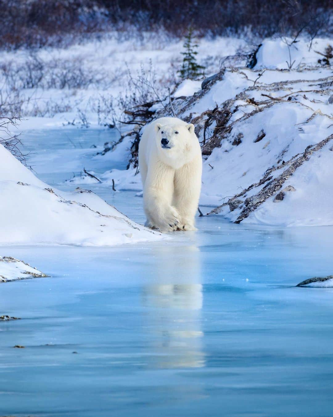 Explore Canadaさんのインスタグラム写真 - (Explore CanadaInstagram)「Hello Folks! I'm Jenny Wong (@jdubcaptures), a photographer from Alberta that's always keen for a good adventure and a lover of all things wild. This year for Polar Bear Week (Nov 1-7) I had a special opportunity to celebrate in the Polar Bear Capital of the world, Churchill, Manitoba with guide Alex (@discover_churchill) on the ground, and the PBI Team (@polarbearsinternational) on Buggy One.⁠⠀ ⁠⠀ Snow had already greeted the Taiga, and here the howling winds dictated everything. A place built by legends, past and present. The remnants of history scattered artfully amongst the rugged landscape, often adorned by beautiful murals. ⁠⠀ ⁠⠀ Churchill is unique for many reasons, but to me it is how they coexist with polar bears. Conservation officers patrol the perimeters to haze the bears away, so they don't end up in polar bear jail (yes this is a thing, instead of killing problem bears they go to jail for 30 days or until the ice freezes). They also have strange quirks like no locking car doors, so anyone can find safe haven in a parked vehicle if a bear sneaks into town. ⁠⠀ ⁠⠀ PBI has a beautiful conservation and outreach office here with an exhibit on polar bears, and climate change (highly recommended). I was incredibly grateful for the opportunity to hang out on PBI's tundra buggy for a few days, and see how the team streams the live polar bear cams on @exploreorg. ⁠⠀ ⁠⠀ From my ground tours with Alex I was able to  photograph my subjects at eye level, safely and ethically. There was truly never a dull moment.  To top it off we even lucked out with a brief Aurora show. ⁠⠀ ⁠⠀ I told myself this would be a once in a lifetime trip, but I assure you I'll be back when it's safe to do so. Fingers crossed, i am already looking at returning for belugas and bears in the summer. If you love the wild like I do, this place will call to you again, and again. ⁠⠀ ⁠⠀ 📷: @jdubcaptures⠀⁠⠀ 📍: @discover_churchill, @travelmanitoba⁠⠀ ⁠⠀⁠⠀ #DiscoverChurchill #ExploreMB⁠⠀」11月21日 2時40分 - explorecanada