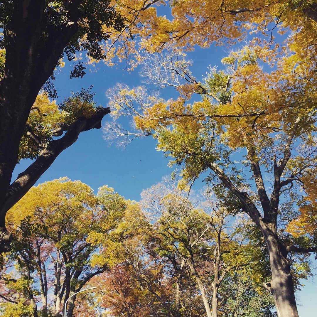 岸田繁さんのインスタグラム写真 - (岸田繁Instagram)「11月の世界」11月21日 2時41分 - kishidashigeru