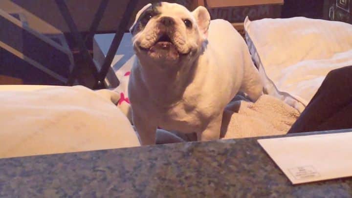 Manny The Frenchieのインスタグラム：「We got a new ottoman and it's the perfect counter height to bother Mom into feeding us faster! 🗣️ #hurryup #hangry」