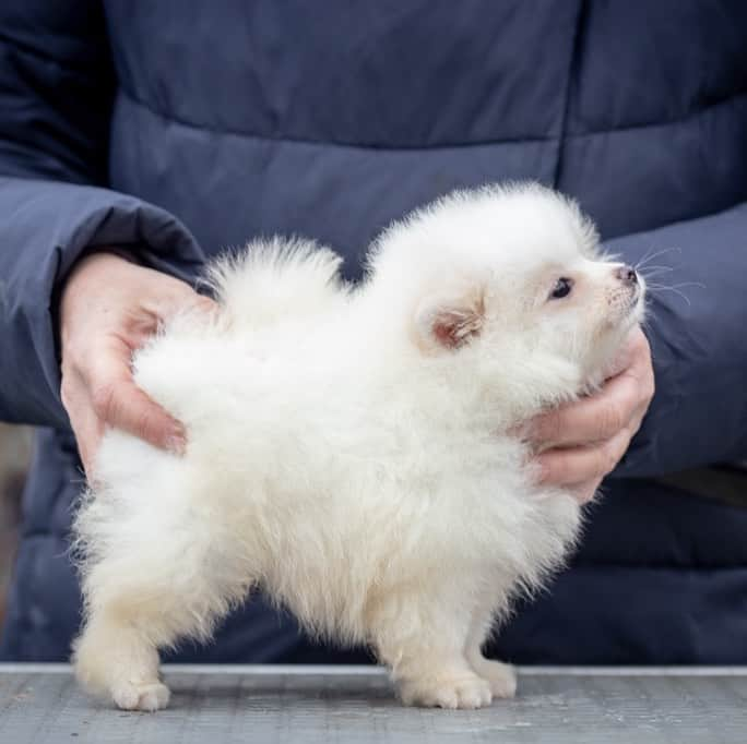 Puppy For Sale.さんのインスタグラム写真 - (Puppy For Sale.Instagram)「Девочка белого  окраса❤️ шикарная малышка. ⠀ В прекрасном типе Шерстяная, короткая наполненная мордочка, маленький носик, крошечные ушки. ⠀ Настоящий белый медвежонок. На данный момент предлагается для предварительного Резервирование.👍  ⠀ ___ ⠀ Следите за нашими обновлениями и подписывайтесь👇 @artsimpatiya ⠀ Больше информации, фото и видео: Директ, на личном сайте питомника Арт Симпатия: www.artsimpatiya.ru  ⠀  ⠀ #pom  #puppypomerian #chiotpoméranien #puppypom #puppypomeranian #pomeranianpartycolor #pomeranianparis #whitepom #pomeranianpup #pomeranianpuppy #pomeranianpuppies #pomeranianfrance #pomeranianspitz #pomerania #spitztagram #spitzpomeranian #spitzpuppy」11月21日 2時49分 - artsimpatiya