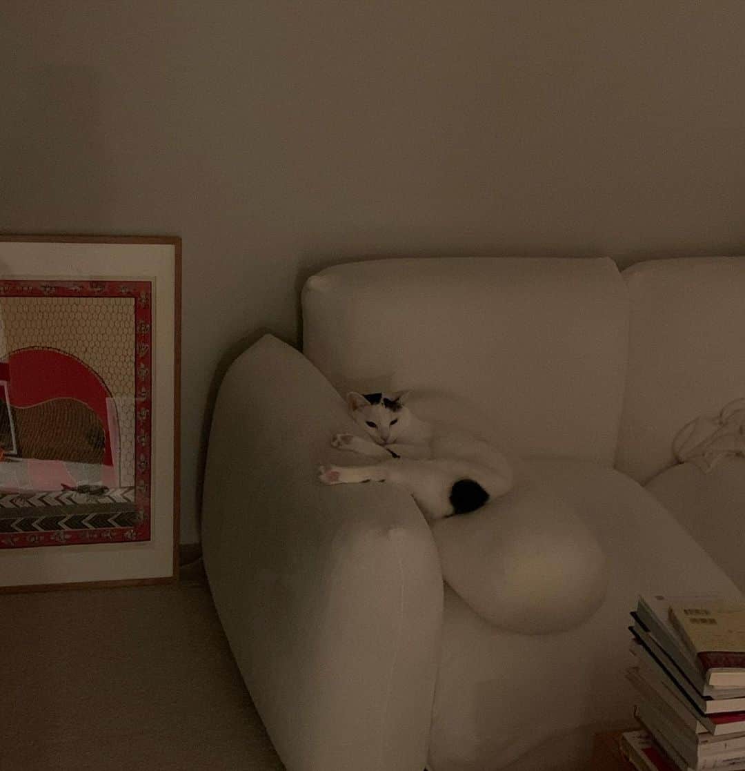 猫ラボさんのインスタグラム写真 - (猫ラボInstagram)「電気をつけたらちょっとまぶしそうな顔をした午前4時の猫かわいい。」11月21日 3時50分 - nekolabo