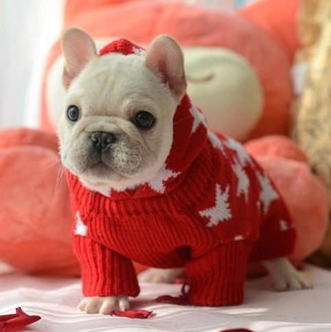 French Bulldogさんのインスタグラム写真 - (French BulldogInstagram)「Holiday Maple Sweater 🍁🍁🍁 Exclusive in @frenchie.world shop 🛍🛍🛍 👉 LINK IN BIO 🔝 . . . . . #frenchie #frenchies #französischebulldogge #frenchbulldog #frenchbulldogs #dog #dogsofinstagram #frenchieworld #bully #bulldog #bulldogfrances #フレンチブルドッグ #フレンチブルドッグ #フレブル #ワンコ #frenchiesgram #frenchbulldogsofinstagram #ilovemyfrenchie #batpig #buhi #squishyfacecrewbulldog」11月21日 4時10分 - frenchie.world
