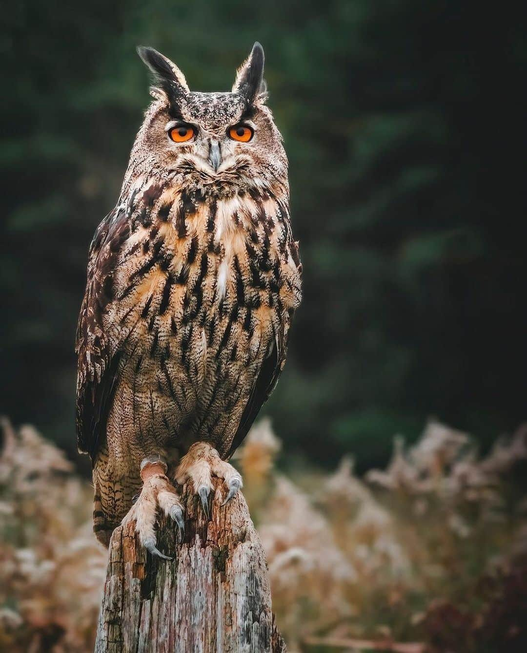 Ricoh Imagingさんのインスタグラム写真 - (Ricoh ImagingInstagram)「Posted @withregram • @renefisher_photography Eurasian Eagle-Owl at the Canadian Raptor Conservatory. Those eyes are so captivating! 😍⁠ Pentax K3II w/ 100mm macro⁠ #pentaxian #richohimaging #shootpentax #pentax⁠ ⁠ .⁠ .⁠ .⁠ #eurasianeagleowl #crc #owl #onlyowls #elite_raptors #audubonsociety , #ig_birdwatchers , #allmightybirds , #planetbirds , #pocket_birds , #sharecangeo , #canadianphotographer , #ricohpentax , #sharecangeo , #ThisWeekOnInstagram , #teampentax , #canadianwildlife⁠ #discoverwildlife , #exclusive_animals , #wildlifeonearth⁠ #splendid_animals , #wildlifeplanet , #wildlifephotography⁠ #discoveron , #exploreontario #owlsofinstagram⁠」11月21日 4時38分 - ricohpentax