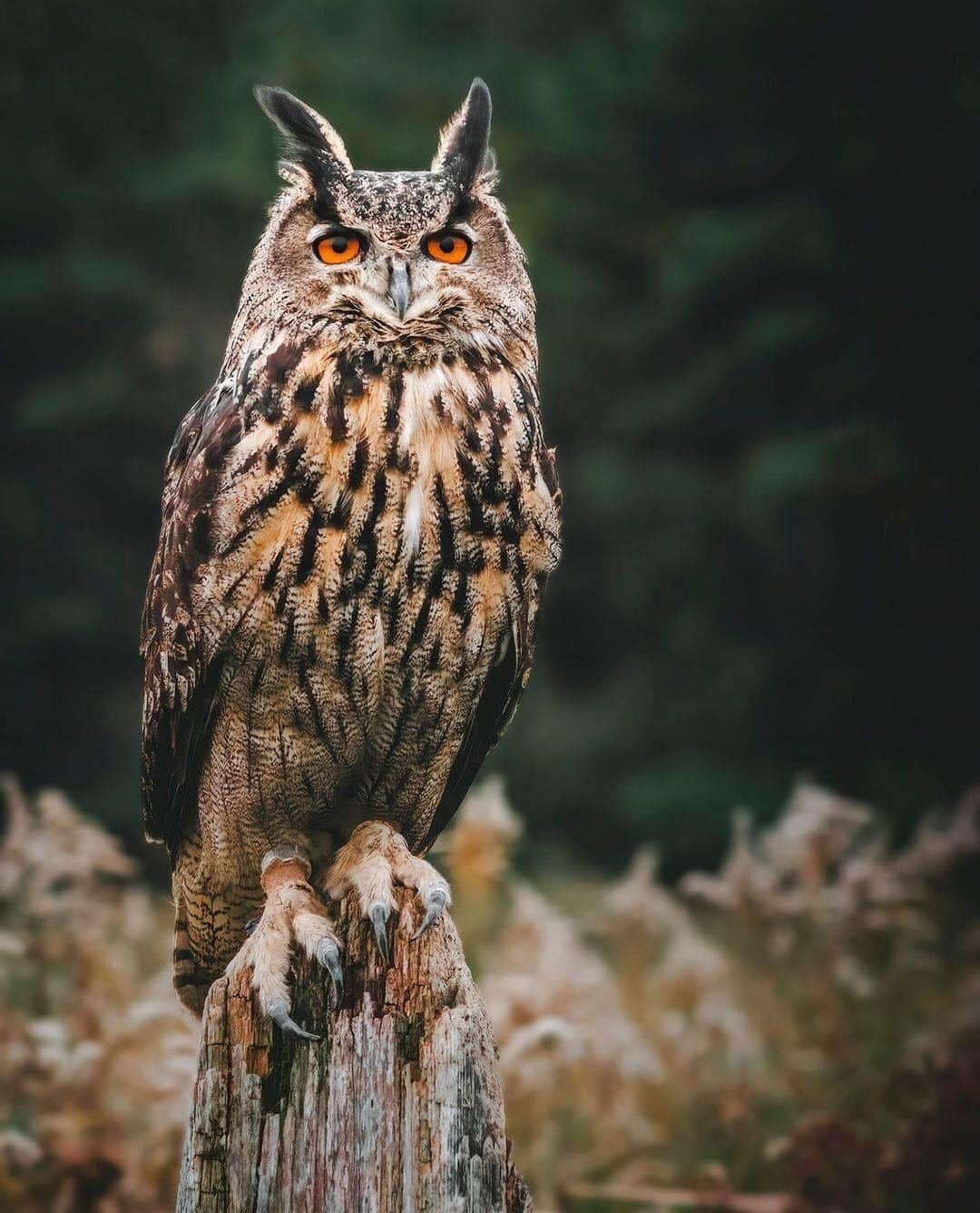 Ricoh Imagingさんのインスタグラム写真 - (Ricoh ImagingInstagram)「This beautiful Eurasian Eagle Owl was captured by our #teampentax fan Rene Fisher using the K3II and 100mm macro lens.」11月21日 4時40分 - ricohpentax