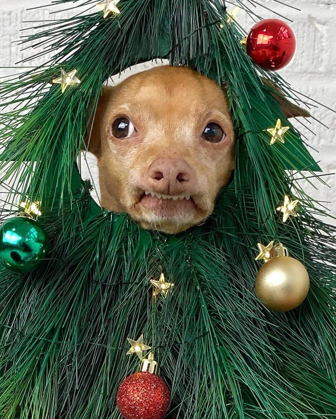 BarkBoxさんのインスタグラム写真 - (BarkBoxInstagram)「🎄ON THE FIRST DAY OF BARKMAS, SWEET TUNA GAVE TO ME🎄⁠⠀ ⁠⠀ ONE STUFFED ROOMBA⁠⠀ TWO SQUEAKY AIR PODS⁠⠀ ⁠⠀ SOFT!!!!⁠⠀ INSTANT!!!⁠⠀ POT!!!!!!!⁠⠀ ⁠⠀ ONE ETCH A SKETCH⁠⠀ ONE FIREBOX⁠⠀ WAIT THATS A TV⁠⠀ ⁠⠀ AND A TUNA THAT’S ALSO A TREEEEE”⁠⠀ ⁠⠀ GET ALL THESE GOODIES FROM @petsmart! OR CLICK DAT LINK IN BIO 💗⁠⠀ Tᴜɴᴀ-Tʀᴇᴇ ɴᴏᴛ ɪɴᴄʟᴜᴅᴇᴅ. ᴘʟᴇᴀsᴇ ᴅᴏ ɴᴏᴛ sᴜᴇ ᴍᴇ ɪ'ᴍ sᴏ ʜᴜɴɢʀʏ.⁠⠀」11月21日 4時59分 - barkbox