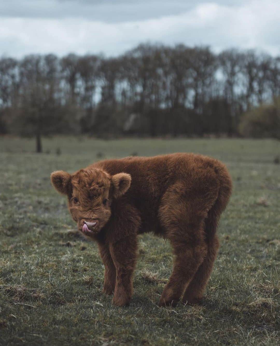 animalsさんのインスタグラム写真 - (animalsInstagram)「How cute is this baby cow on a scale from 1-10? 🐮🤎 Photo by: @_nickbanis」11月21日 4時57分 - babyanmlpics