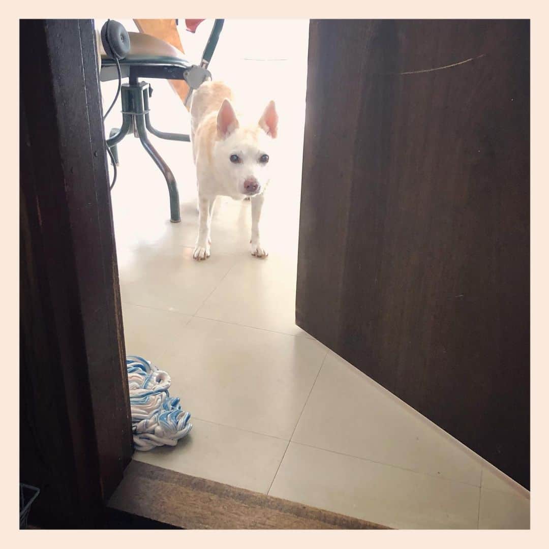 パンといっぴきのインスタグラム：「#元保護犬 #雑種犬 #crossbreed #mixdog #キップル14歳」