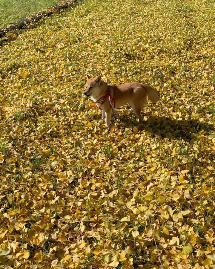 shibainu berryのインスタグラム