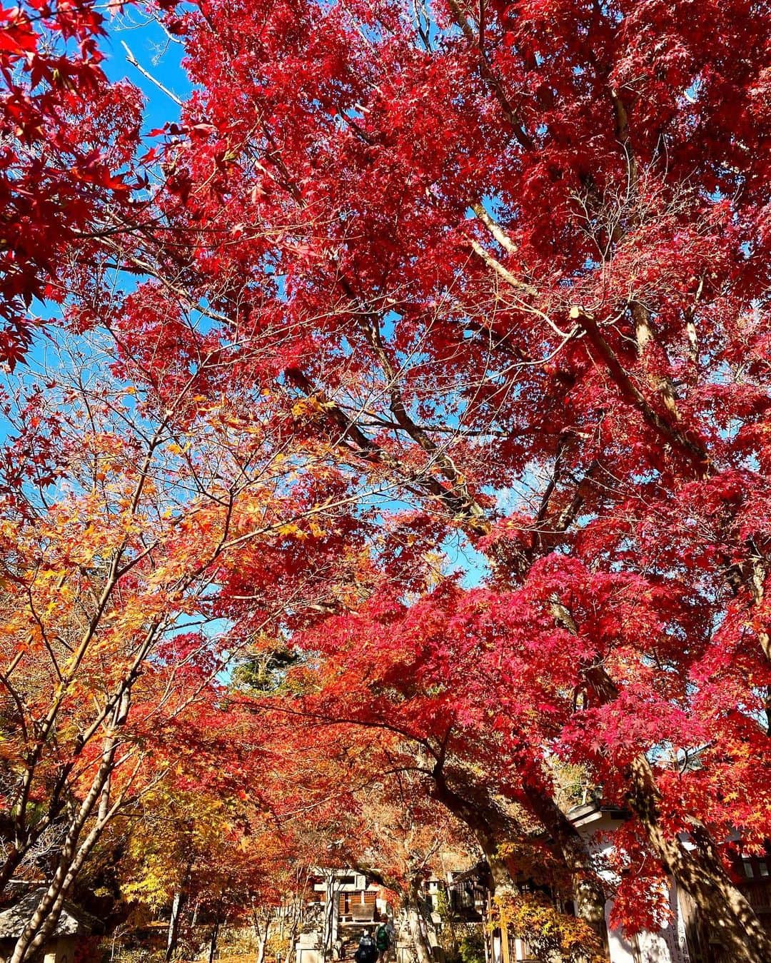 ケリーさんのインスタグラム写真 - (ケリーInstagram)「誕生日旅、紅葉を見にきた🍁🍂 ・ Celebrating my bday by the nature🍁 ・ #birthday#autumnleaf#birthdaytrip」11月21日 14時51分 - kellymisawa