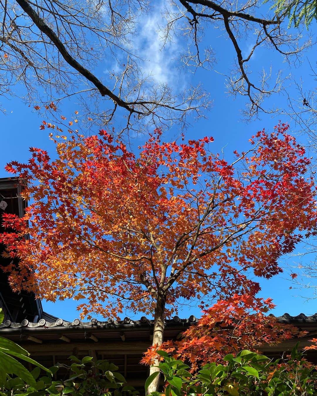 ケリーさんのインスタグラム写真 - (ケリーInstagram)「誕生日旅、紅葉を見にきた🍁🍂 ・ Celebrating my bday by the nature🍁 ・ #birthday#autumnleaf#birthdaytrip」11月21日 14時51分 - kellymisawa