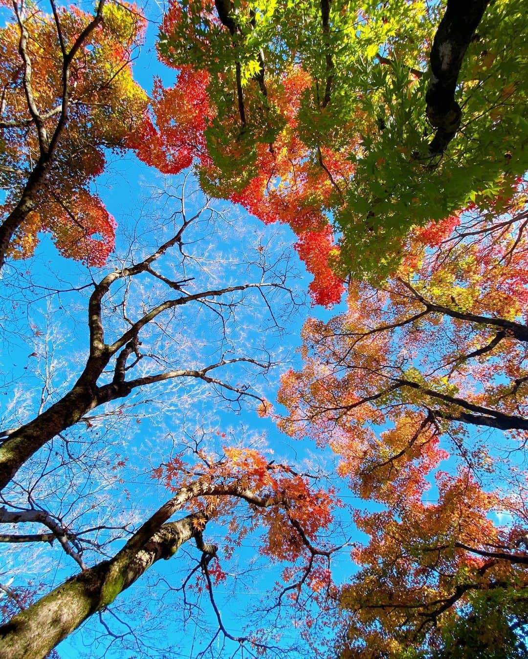ケリーさんのインスタグラム写真 - (ケリーInstagram)「誕生日旅、紅葉を見にきた🍁🍂 ・ Celebrating my bday by the nature🍁 ・ #birthday#autumnleaf#birthdaytrip」11月21日 14時51分 - kellymisawa