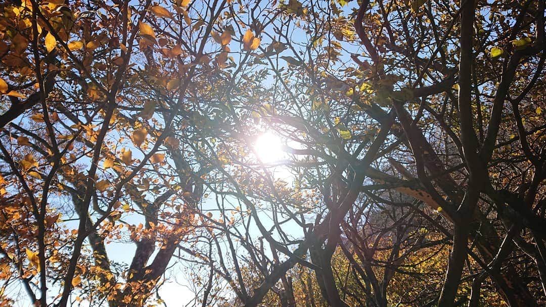 桜花さんのインスタグラム写真 - (桜花Instagram)「秋みっけ🍁」11月21日 14時59分 - mountainohka