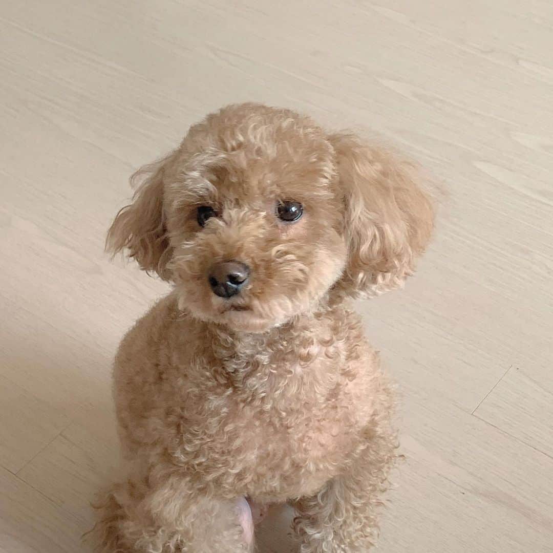 ユン・アラのインスタグラム：「귀여운 나의 윤밤톨🐶🥺  그리고 여러분,, 밤새 주문이 폭팔했어요 저엉말 세트상품 이렇게까지 좋아해주실줄은,, 너무 감사해요 🥺  현재 세트상품 주문 가장많아요 !  니트가디건+코듀로이원피스+워머폴라티 단 8만원대!  모두 탄탄한 제품들이라 후회없는 선택이실거에요 강추입니다 ✊🏻✊🏻  공구는 내일 자정 마감입니다 🥳  문의는 카카오채널 @aramood 로 부탁드려요!」
