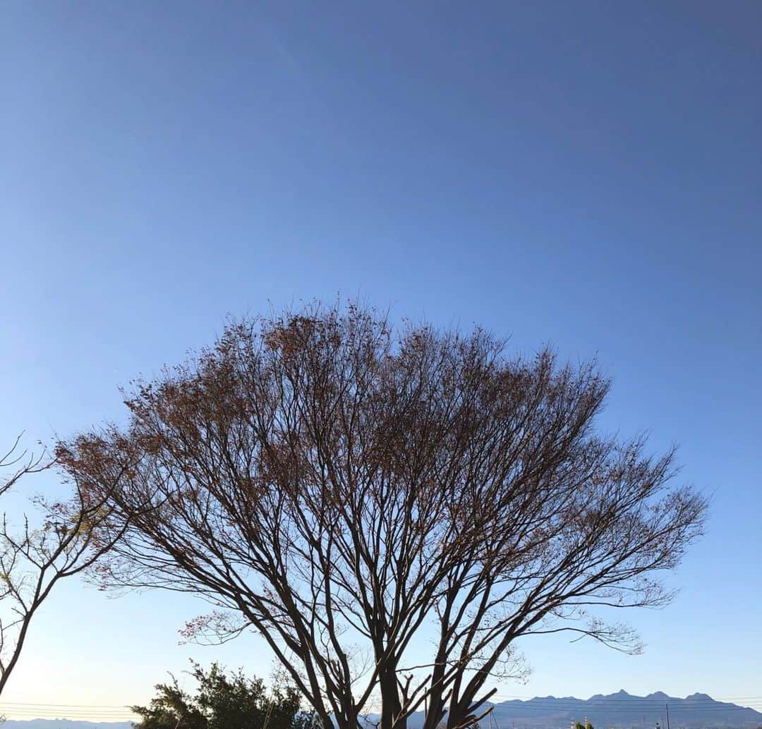 雨月衣のインスタグラム：「近隣の落ち葉🍂被害などの理由で近くの大木のケヤキが伐採されることとなった。既に小さな枝が切りとられてしまった。出来ればこのまま大きなケヤキの木を残したいと願うのはどうやら私だけのようだ。 残念。」