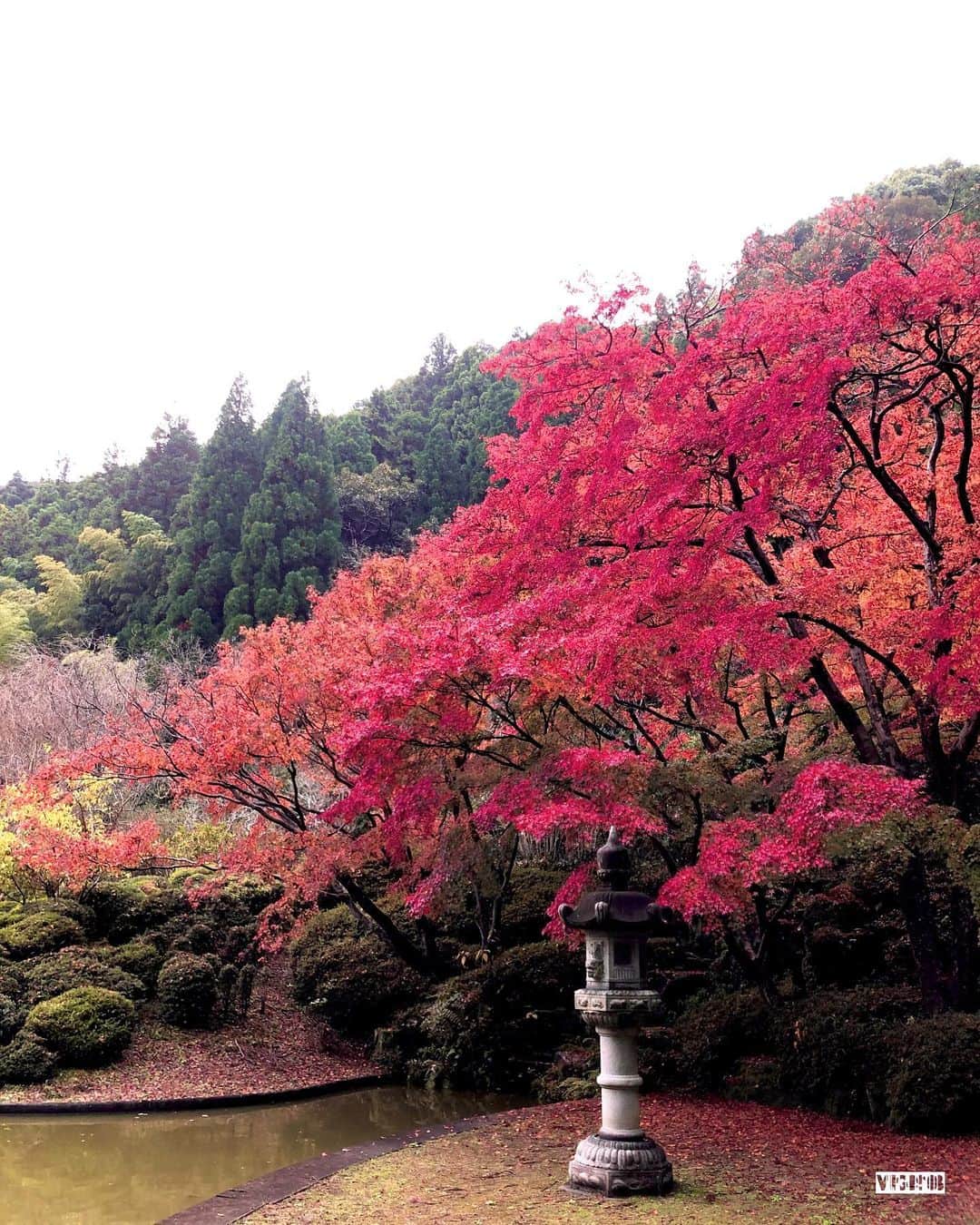 のインスタグラム：「. . #紅葉 #紅葉狩り #モミジ  #秋の風景 #秋の景色 #雨上がり #目の保養  #단풍 #단풍구경 #단풍나무 #가을 #가을풍경 #소통 #맞팔 #예쁘다 #산책 #셀카  #autumn #autumnleaves #autumncolors #coloredleaves」