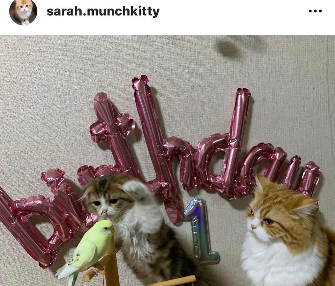 まんちの樹（マンチカンブリーダー）さんのインスタグラム写真 - (まんちの樹（マンチカンブリーダー）Instagram)「クルクルベビー：アンディ君。お婿に行ってました。 新家族さんには、ぶどうベビー：サラちゃんとセキセイインコちゃんがいます。母ちゃんはセキセイインコちゃんとの同居は少し心配だけど、サラちゃんもアンディ君も上手く付き合ってくれてるようです🍀 サラちゃん・アンディ君パパInstagram→@sarah.munchkitty （猫とインコのスリーショットは微笑ましいですよ）  #マンチカン#munchkin#スコティッシュフォールド#ミヌエット#猫#ねこ#ネコ#neko#cat#ねこ部#猫部 #子猫#kitten#kitty#にゃんすたぐらむ#ねこすたぐらむ#猫ブリーダー#マンチカンブリーダー#猫のいる暮らし#ブラウンタビー#まんちの樹#まんちの樹出身#セキセイインコ #catstagram#instacat#cutecat」11月21日 6時46分 - machiyominoura