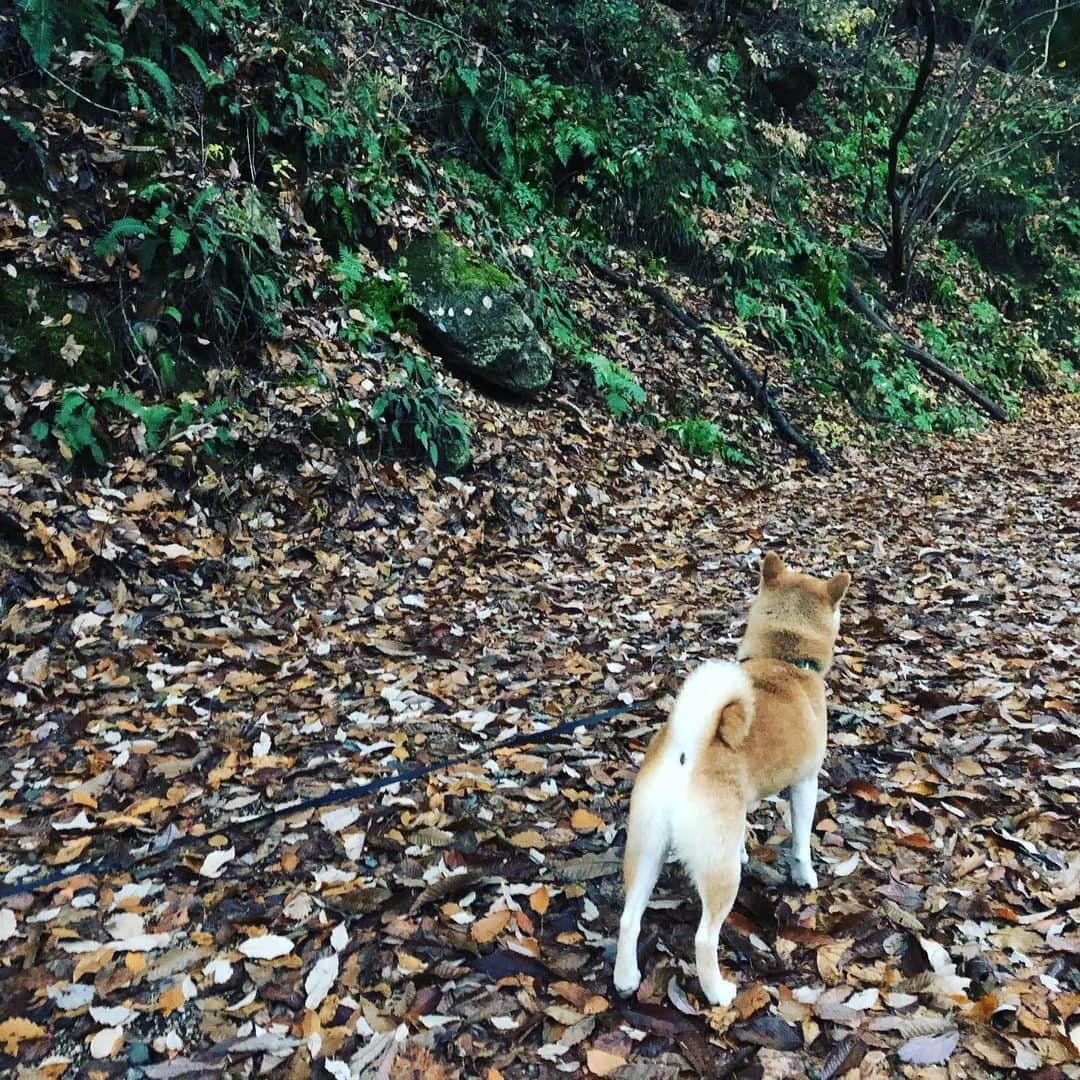 篠原信一さんのインスタグラム写真 - (篠原信一Instagram)「朝散歩🚶‍♂️🐕🐶 小鉄が何かに反応❗️動かない‼️ 見た感じ何もいないけど😅  #柴犬  #しばいぬ  #小鉄とニコの大冒険  #いぬすたぐらむ #いぬのいる暮らし #犬との暮らし」11月21日 7時16分 - kotetu__niko