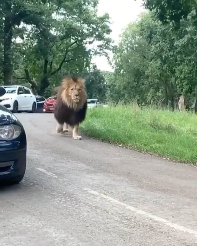 WildLifeのインスタグラム：「Is it on your bucket list to take a ride through a safari? 🦁 🎥 @Emma.cx」