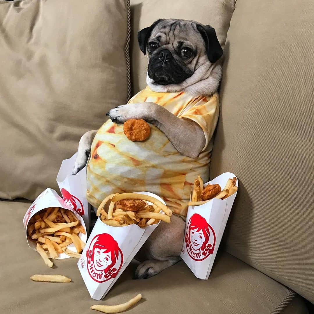 itsdougthepugさんのインスタグラム写真 - (itsdougthepugInstagram)「“Who else is stretching their stomach for turkey day?” -Doug」11月21日 7時45分 - itsdougthepug