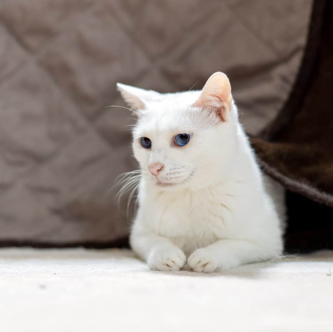 プンクマさんのインスタグラム写真 - (プンクマInstagram)「コタツを用意しているのをベッドの上から眺めていた青彩。 風呂入って戻ってみれば、やはりこうなっていた。笑 #青彩 #ブルーアイズ #猫 #ねこ #blueeyes #cat #neko #catstagram #catsofinstagram」11月21日 7時51分 - pnkm913