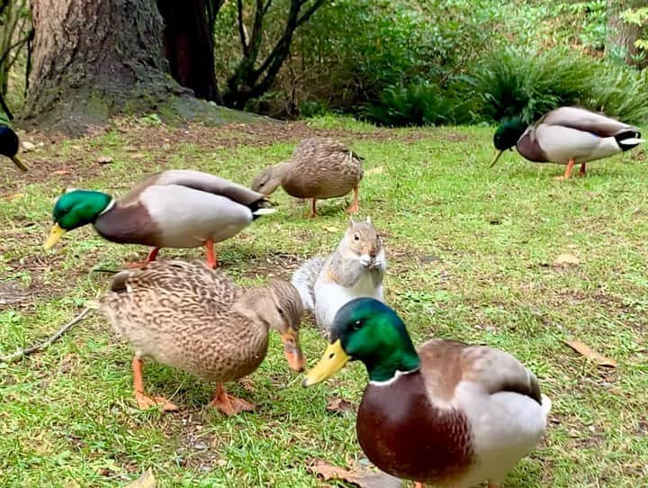 横井玲のインスタグラム：「Finally, my exam day is coming🙈Sir, please teach me how to keep calm or focus on tasks like that...🦆🦆🐿🦆🦆  明日は少々大事な試験。 予想外の事が起きようとも、少々違和感を覚えようとも、これくらい達観して自分を貫く所存です。 応援していてください٩( ᐛ )و  #canada #squirrelsofinstagram #squirrel #ducks #eating #park #staycalm #goingmyway #animals #animallover #nature #naturelovers  #リス #冬毛 #もふもふ #周りのことは気にしない #タスクフォーカス」