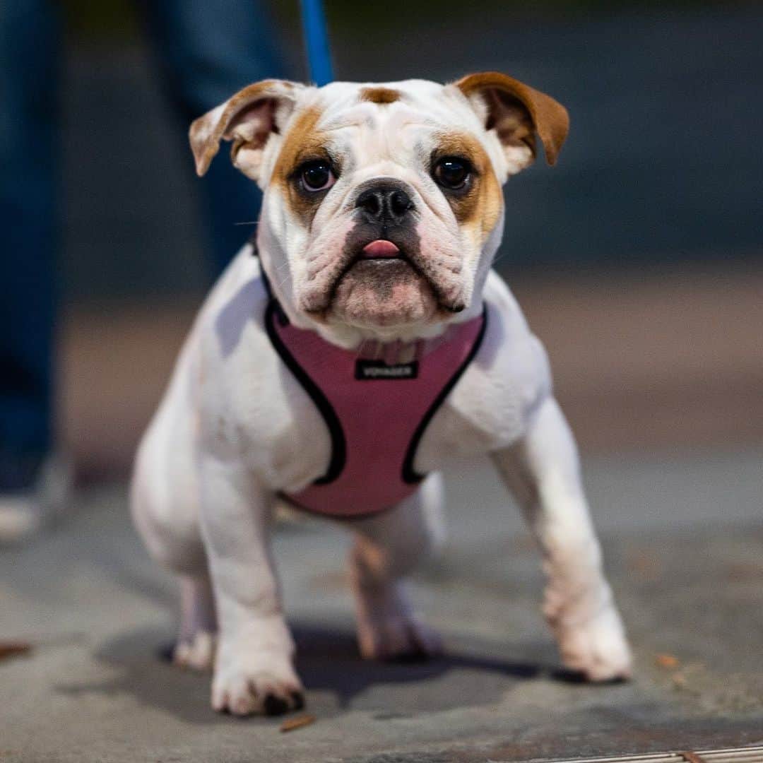 The Dogistさんのインスタグラム写真 - (The DogistInstagram)「Penny, English Bulldog (6 m/o), Pier 45, New York, NY • “She’s small for her age – she just turned 20 pounds. Her parents are both huge! She’ll do anything for food. She stole my entire bag of chips.”」11月21日 8時06分 - thedogist