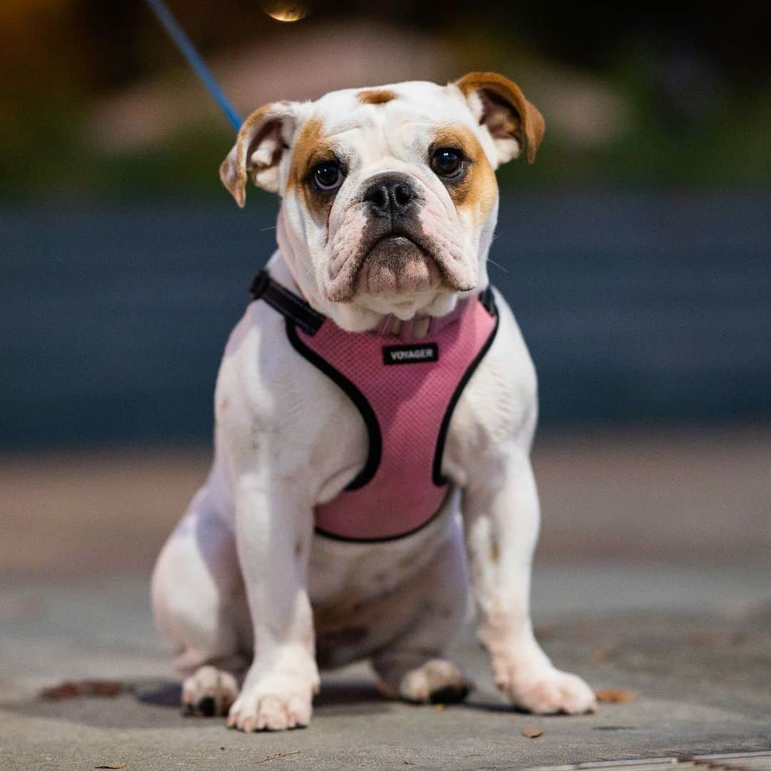 The Dogistさんのインスタグラム写真 - (The DogistInstagram)「Penny, English Bulldog (6 m/o), Pier 45, New York, NY • “She’s small for her age – she just turned 20 pounds. Her parents are both huge! She’ll do anything for food. She stole my entire bag of chips.”」11月21日 8時06分 - thedogist
