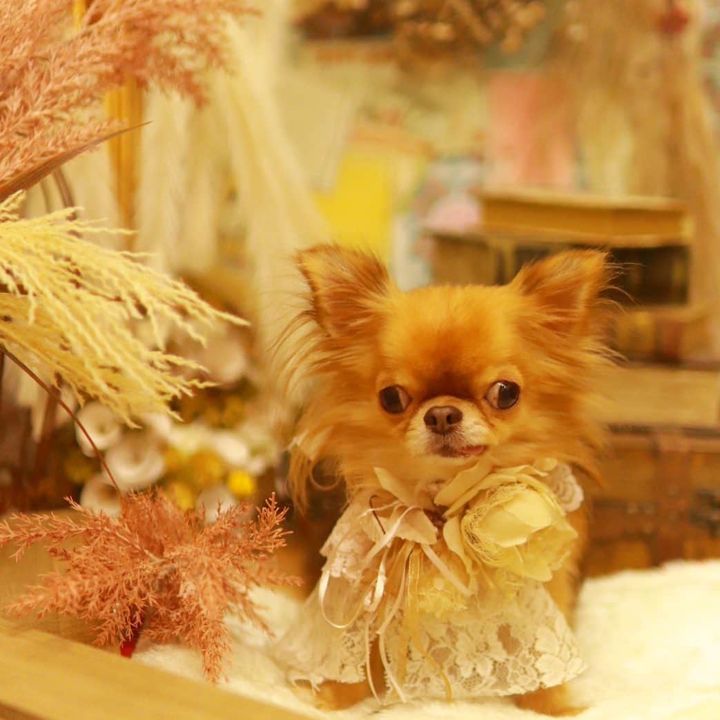 kayoのインスタグラム：「* * * 秋色🍂🍁🌾 * * kulio❤️ * * #chihuahua#chihuahualove#dogstgram#dog#instadog#チワワ#チワワ大好き#チワワのいる暮らし * * *」