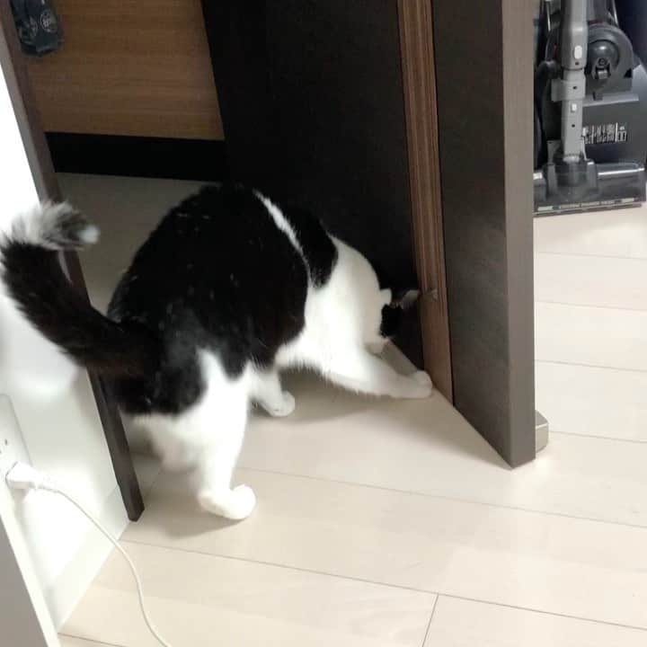 ぽんずのインスタグラム：「朝からお稽古ご苦労様です。  #ねこ#猫#cat#猫好き#親バカ#はちわれ#ハチワレ#はちわれ猫#ハチワレ猫#白黒猫部#にゃんすたぐらむ#ilovecat#猫大好き#うちの猫自慢#白黒猫#猫動画 #我が家のぽんずくん #ちゅーちゅー妖怪」