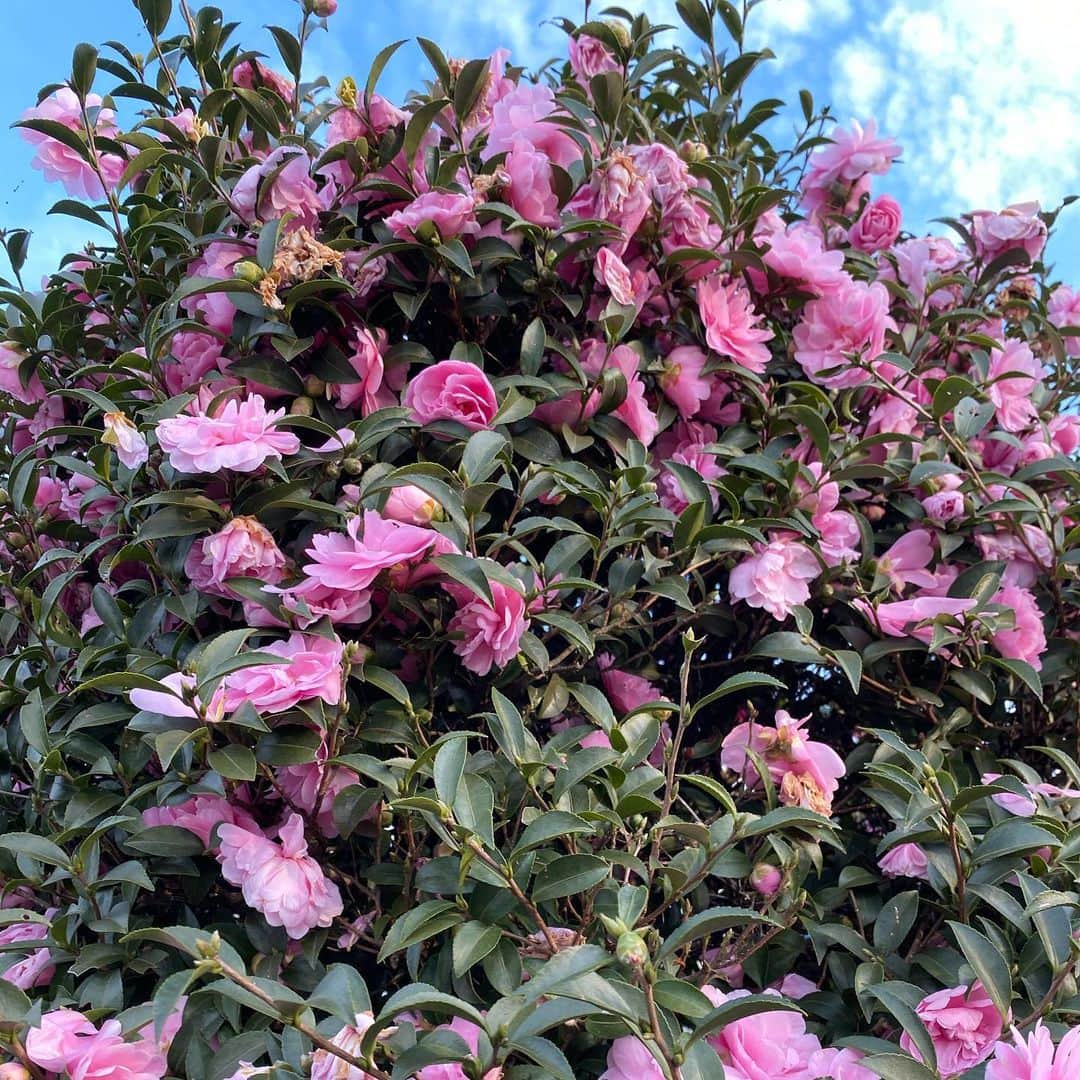 高岡早紀 さんのインスタグラム写真 - (高岡早紀 Instagram)「おはよう。 穏やかな土曜日。 モリモリとお花がいっぱい咲いてる。  エレファントマンも残り5公演。 心を込めて演じよう…  皆さまも素敵な日をお過ごし下さいね。  #これは何の木ですか」11月21日 8時35分 - saki_takaoka