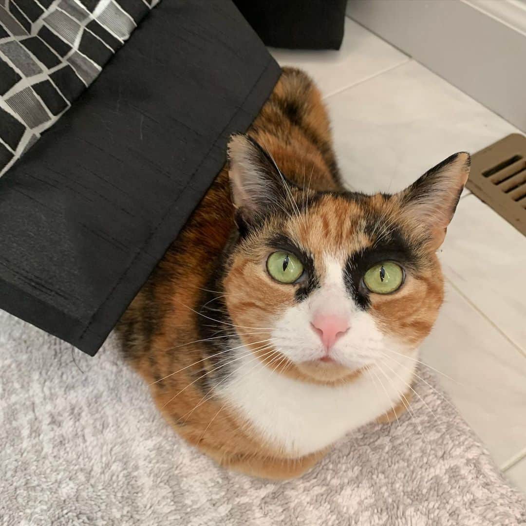 リリーのインスタグラム：「Happy Friday 😸  . . . . #lillycrazyeyes #mood #catsofinstagram #9gag #calico #instacat #meowstagram #meow #meowdel #instacalico #calico #monday #crazyeyes #sassy #notimpressed #eyes #friday #friyay #meowdel」
