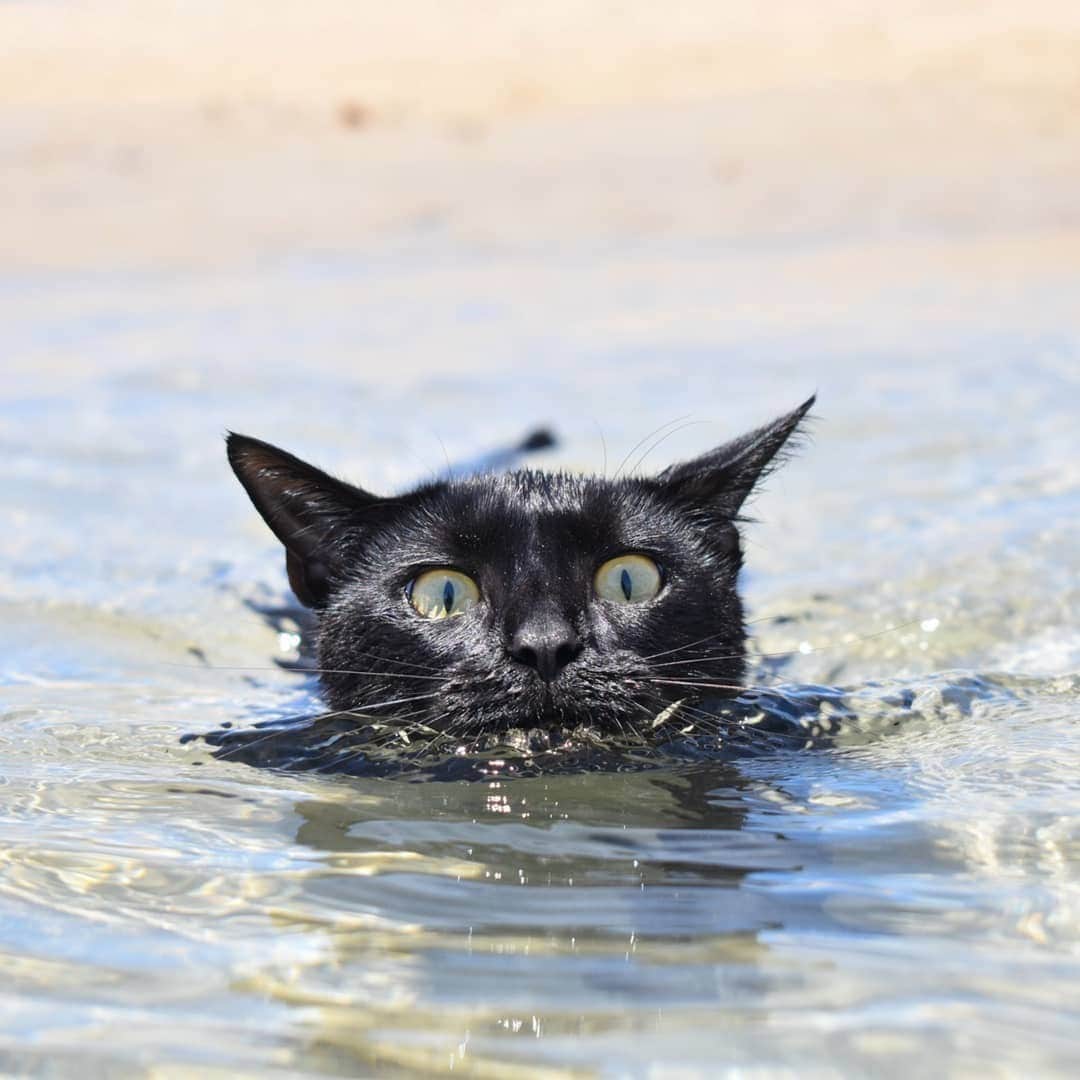 Cats of Instagramさんのインスタグラム写真 - (Cats of InstagramInstagram)「From @nathan_thebeachcat: “A classic 😺” #catsofinstagram」11月21日 9時00分 - cats_of_instagram