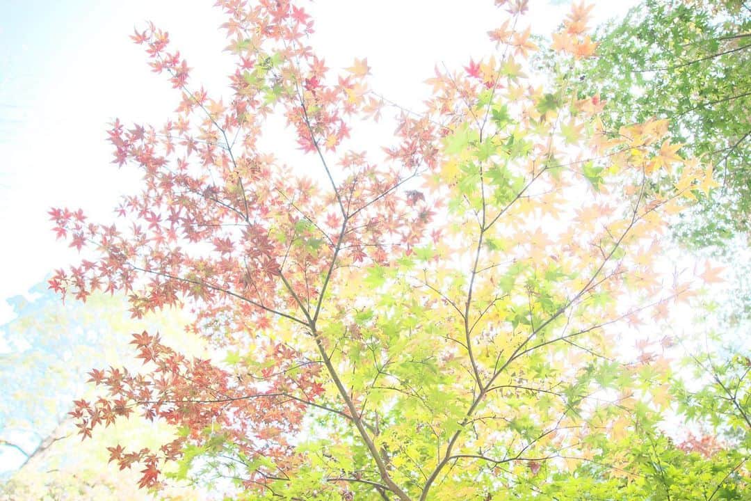 kiccyomuのインスタグラム：「☁️ 2020.11.21 Sat #九品仏 #浄真寺 色が変わり始めの #紅葉 🍁 まだ、秋は始まったばかり😊 と思ったら… 地方によって違うみたい😅  私的には連休3日目… 今日も元気に🤗  location #東京 📷撮影 2020年11月15日」