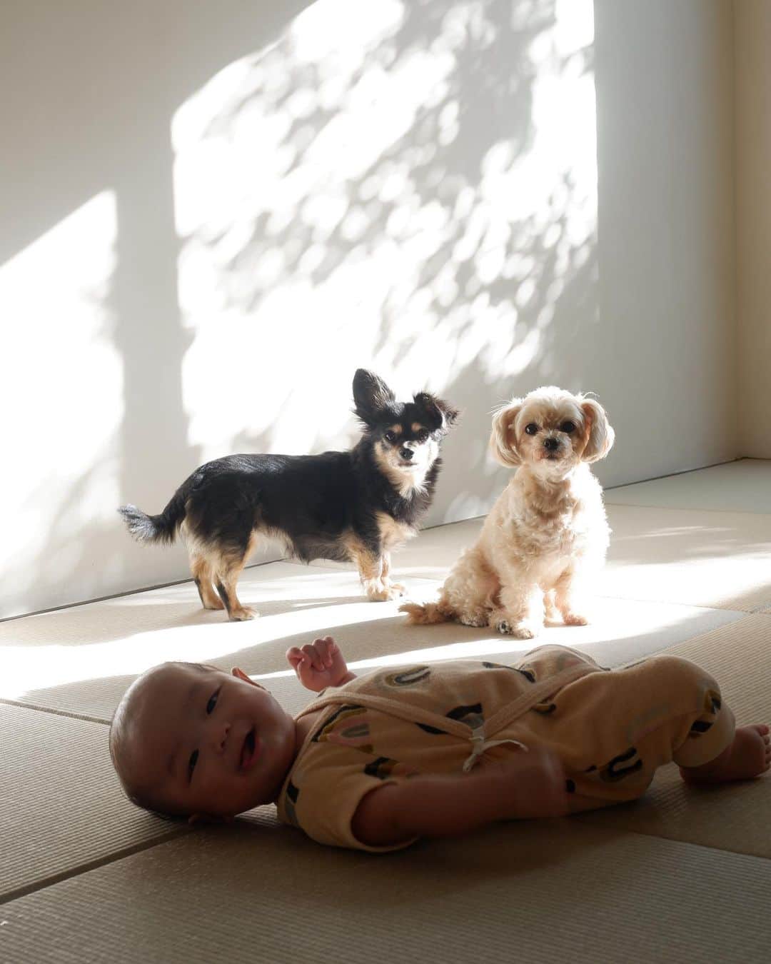 武智志穂さんのインスタグラム写真 - (武智志穂Instagram)「かわいい生き物が3匹💭💕﻿ ﻿ ﻿ #えいけんdiary #二卵性双生児 #双子ママ #双子育児」11月21日 9時32分 - shiho_takechi