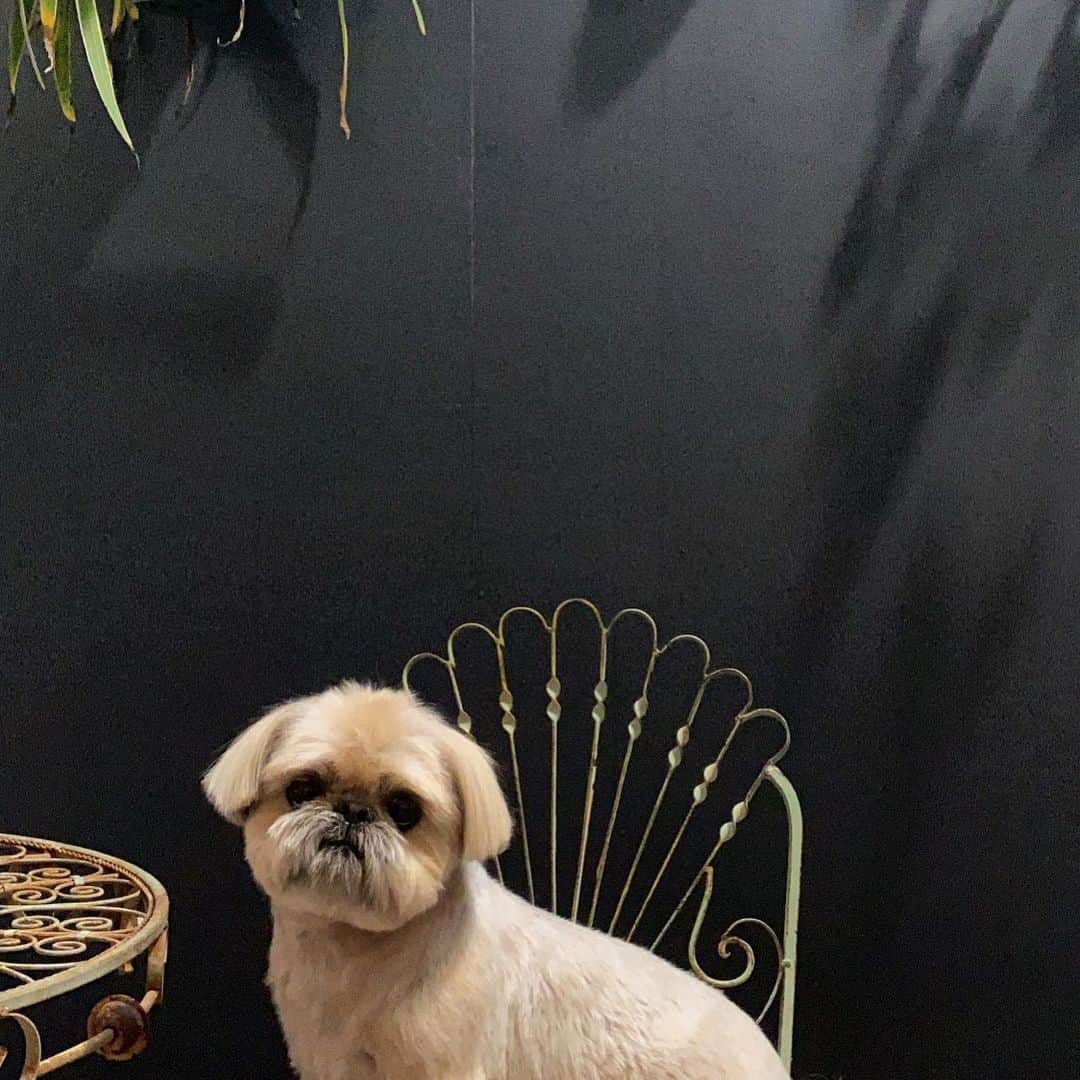 Dogs by Ginaのインスタグラム：「Je t’aime」