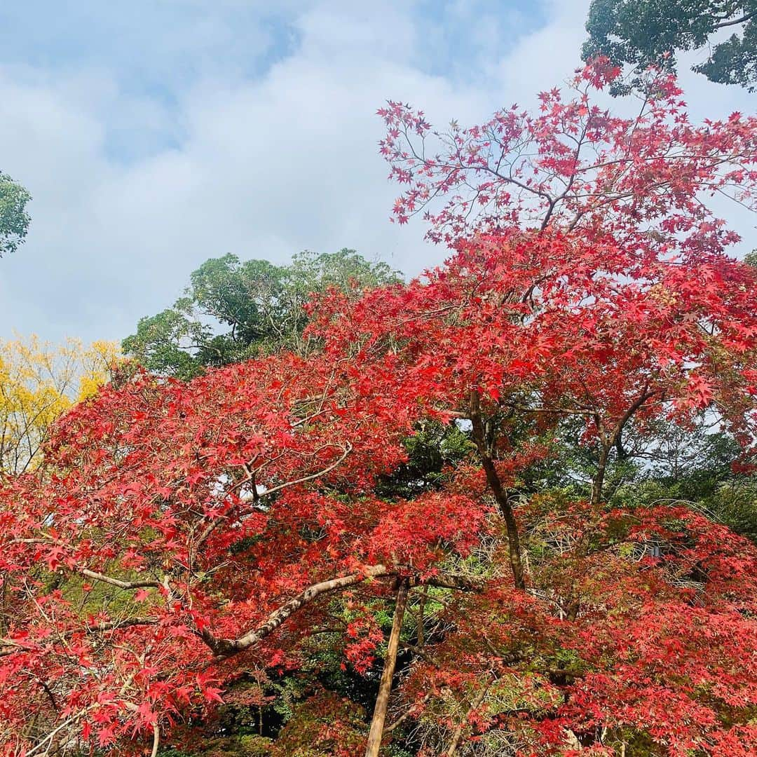 新垣泉子さんのインスタグラム写真 - (新垣泉子Instagram)「竈門神社の紅葉☆  #今が見頃 #太宰府　#神社 #竈門神社 #竈門神社紅葉 #鬼滅の刃 #鬼滅の刃で注目の場所 #昨日のお天気でご紹介 #絵馬がすごいです #tnc #アナウンサー」11月21日 9時55分 - motoko.arakaki