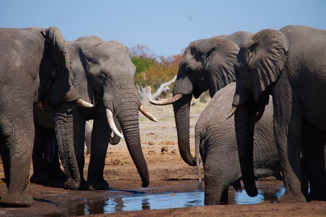 アニマルプラネットさんのインスタグラム写真 - (アニマルプラネットInstagram)「Thousands of elephants migrate hundreds of miles every year to the Okavango Delta. On December 15, explorer @levison.wood embarks on his greatest adventure yet, and is taking us along for the journey. Join him as he ventures alongside elephants on a 650-mile migration in #walkingwithelephants. . . . . #levisonwood #elephant #elephants #africanelephants #animalmigration #africa #botswana #okavango #okavangodelta #animalplanet #pictureoftheday #photooftheday」11月21日 9時59分 - animalplanet