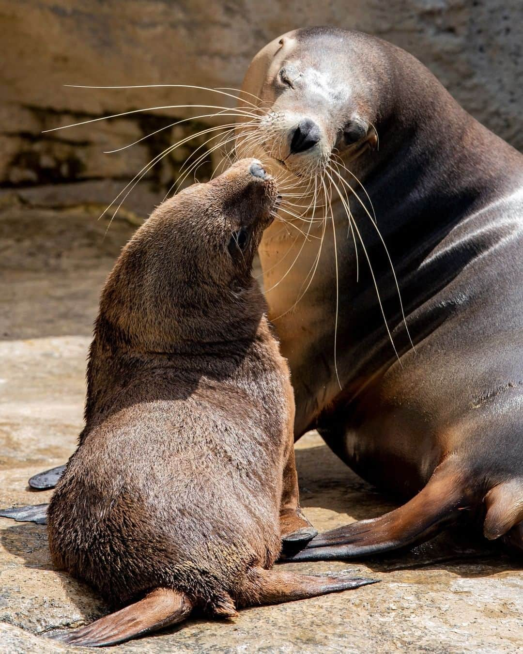 タロンガ動物園さんのインスタグラム写真 - (タロンガ動物園Instagram)「Amalie, you are sea-iously too much! 💖 #forthewild」11月21日 10時00分 - tarongazoo